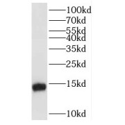 WB analysis of HeLa cells, using POLR2F antibody (1/500 dilution).