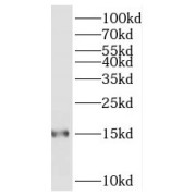 WB analysis of L02 cells, using POLR2I antibody (1/500 dilution).