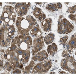 Proteasome Maturation Protein (POMP) Antibody