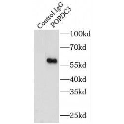 Popeye Domain Containing 3 (POPDC3) Antibody