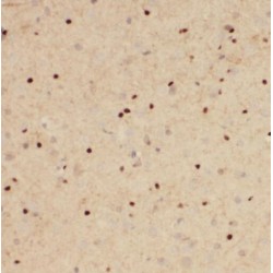 POU3F3-Specific Antibody