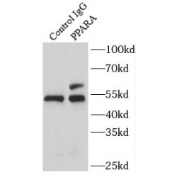 Peroxisome Proliferator Activated Receptor Alpha (PPARA) Antibody