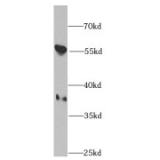 WB analysis of SW480 cells, using PPP1CB antibody (1/1000 dilution).