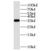 WB analysis of MCF7 cells, using PPP1CC antibody (1/300 dilution).