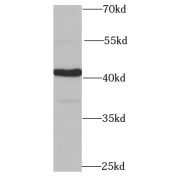 WB analysis of PC-3 cells, using PPP1R8 antibody (1/1000 dilution).