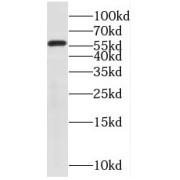 WB analysis of mouse testis tissue, using PPP5C antibody (1/500 dilution).