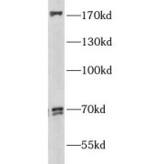 WB analysis of NIH/3T3 cells, using PPRC1 antibody (1/300 dilution).