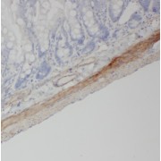 IHC-P analysis of human small intestine tissue, using PPYR1 antibody (1/50 dilution).