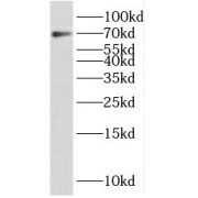 WB analysis of U-937 cells, using PRAM1 antibody (1/300 dilution).