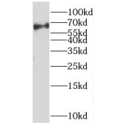 WB analysis of HEK-293T cells, using PRC1 antibody (1/600 dilution).