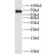 WB analysis of HEK-293T cells, using PRC1 antibody (1/600 dilution).