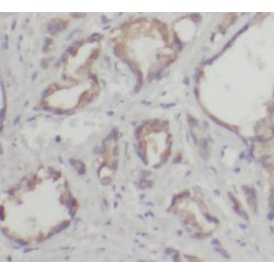 Peroxiredoxin 4 (PRDX4) Antibody