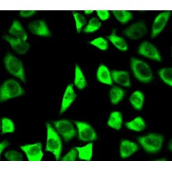 Peroxiredoxin 6 (PRDX6) Antibody