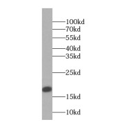 WB analysis of HepG2 cells, using PRH1 antibody (1/300 dilution).