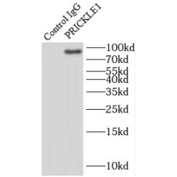 Prickle-Like Protein 1 (PRICKLE1) Antibody