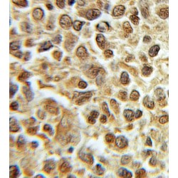 Primase (DNA) Subunit 1 (PRIM1) Antibody