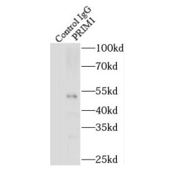 Primase (DNA) Subunit 1 (PRIM1) Antibody