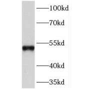 WB analysis of K-562 cells, using PRIM1 antibody (1/500 dilution).