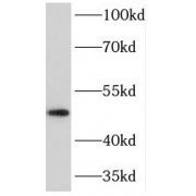 WB analysis of mouse brain tissue, using PRKAR1B antibody (1/1000 dilution).