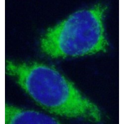 prohibitin 2 (PHB2) Antibody