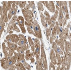 prohibitin 2 (PHB2) Antibody