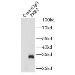 prohibitin 2 (PHB2) Antibody