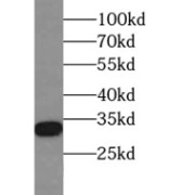 WB analysis of NIH/3T3 cells, using PHB2 antibody (1/4000 dilution).