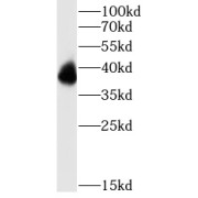 WB analysis of mouse eye tissue, using PRPH2 antibody (1/1000 dilution).