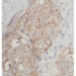 Proline Rich 13 (PRR13) Antibody