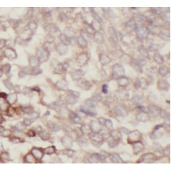 Paired Family Homeodomain Protein Prx3 (PRX3) Antibody