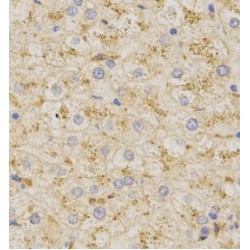 Prosaposin (PSAP) Antibody