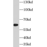 WB analysis of HepG2 cells, using PSAP antibody (1/600 dilution).