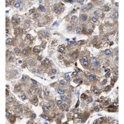 Prosaposin (PSAP) Antibody