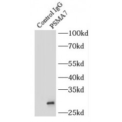 Proteasome Subunit Alpha Type 7 (PSMA7) Antibody