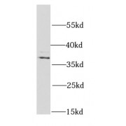 WB analysis of HepG2 cells, using PSMD7 antibody (1/1000 dilution).