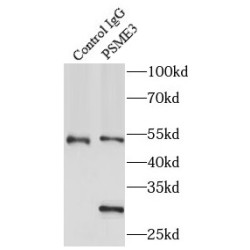 Proteasome Activator Subunit 3 (PSME3) Antibody