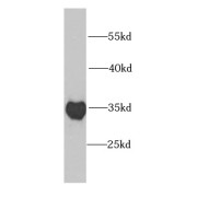 WB analysis of mouse liver tissue, using PSMF1 antibody (1/1000 dilution).