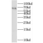 WB analysis of HEK-293 cells, using PSPC1 antibody (1/1000 dilution).