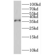 WB analysis of HeLa cells, using PTGR1 antibody (1/3000 dilution).