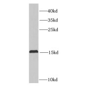 WB analysis of Transfected HEK-293 cells, using PTP4A3 antibody (1/1000 dilution).