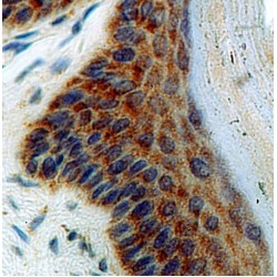 Regulator Of Microtubule Dynamics Protein 3 (RMDN3) Antibody