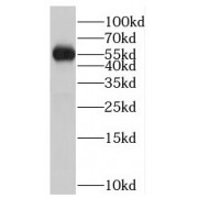 WB analysis of mouse testis tissue, using PTPN4 antibody (1/300 dilution).