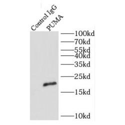 P53 Upregulated Modulator of Apoptosis (PUMA) Antibody