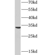 WB analysis of HeLa cells, using PYCR2 antibody (1/800 dilution).