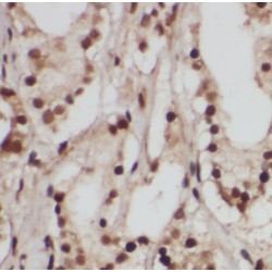 RAB18, Member RAS Oncogene Family (Rab18) Antibody