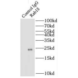 RAB18, Member RAS Oncogene Family (Rab18) Antibody