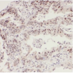 RAB1A, Member RAS Oncogene Family (RAB1A) Antibody