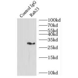 RAB23, Member RAS Oncogene Family (Rab23) Antibody