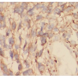 RAB3A, Member RAS Oncogene Family (RAB3A) Antibody