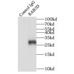 RAB3D, Member RAS Oncogene Family (RAB3D) Antibody